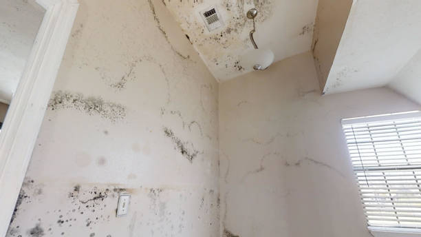 Best Emergency Mold Remediation  in Falls City, OR
