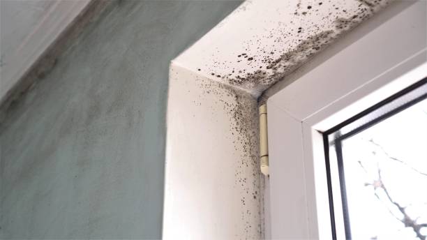 Best Crawl Space Mold Remediation  in Falls City, OR