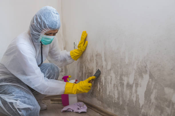 Reliable Falls City, OR Mold Removal Solutions