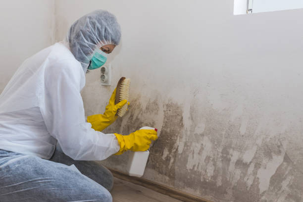 Best Real Estate Mold Inspection  in Falls City, OR