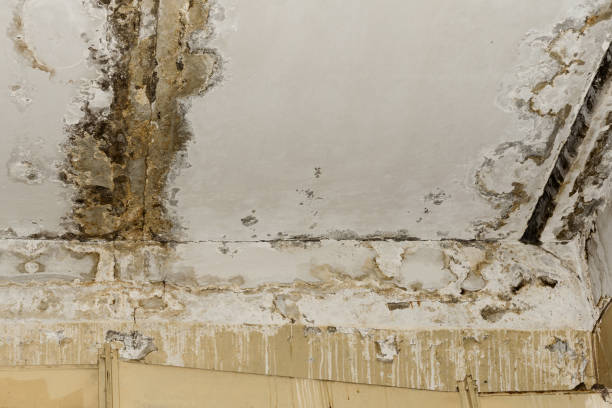 Best Airborne Mold Testing  in Falls City, OR