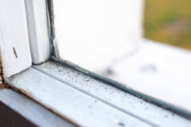 Best Biohazard Mold Removal  in Falls City, OR