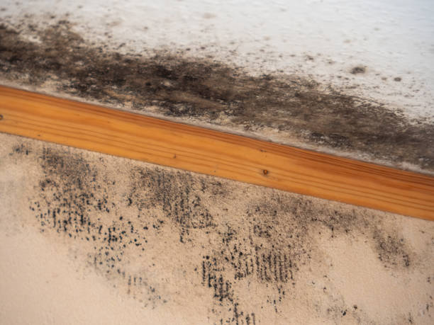 Best Forensic Mold Investigation  in Falls City, OR