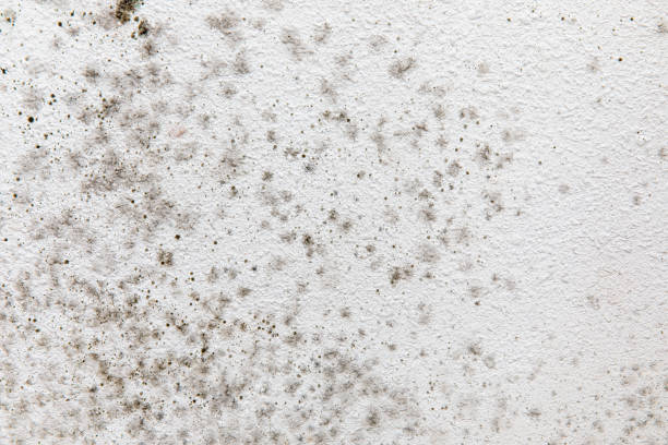 Best Asbestos and Lead Testing During Mold Inspection  in Falls City, OR