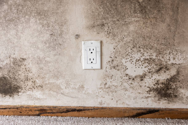 Best Residential Mold Inspection & Testing  in Falls City, OR