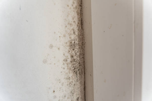 Best Mold Documentation for Insurance Claims  in Falls City, OR